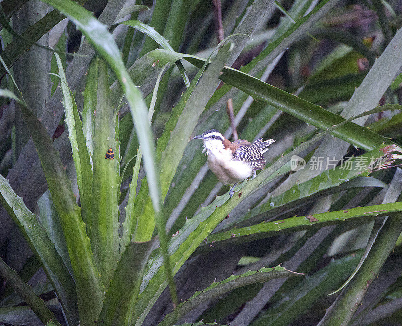 Rufous=支持Wren, Humo港，哥斯达黎加